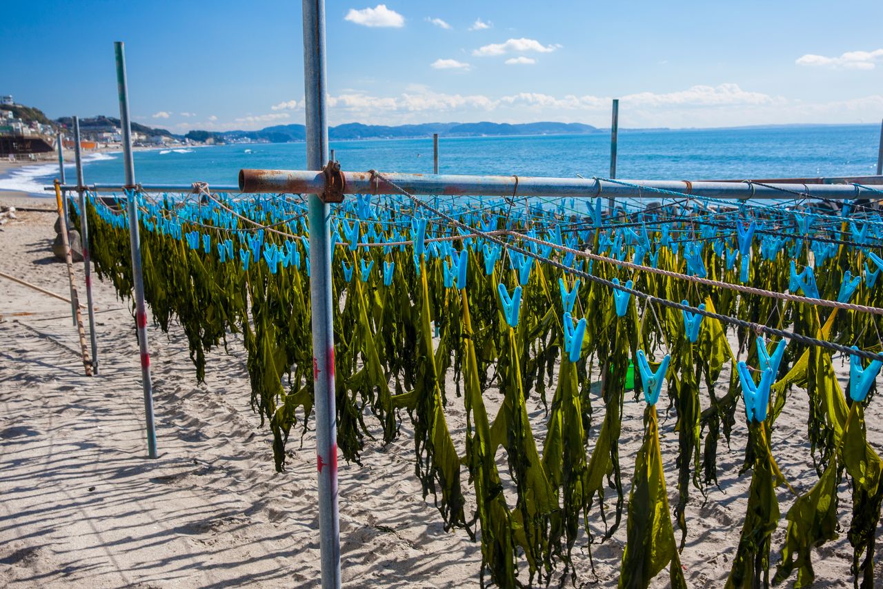 Wakame seaweed drying at Koshigoe Beach. (© Harada Hiroshi)