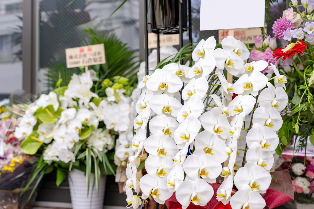 The custom of gifting phalaenopsis orchids began in the Meiji era (1868–1912). (© Pixta)