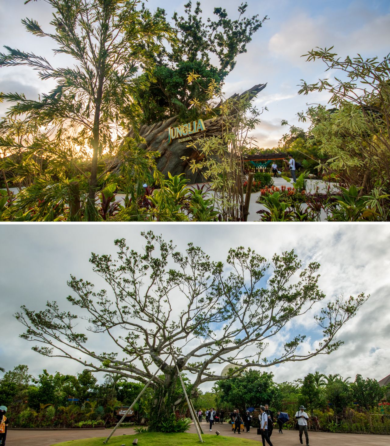 The symbolic welcome tree at the entrance, made from various native Okinawan flora (top); a naturally growing banyan tree left untouched on site. (© Nippon.com)