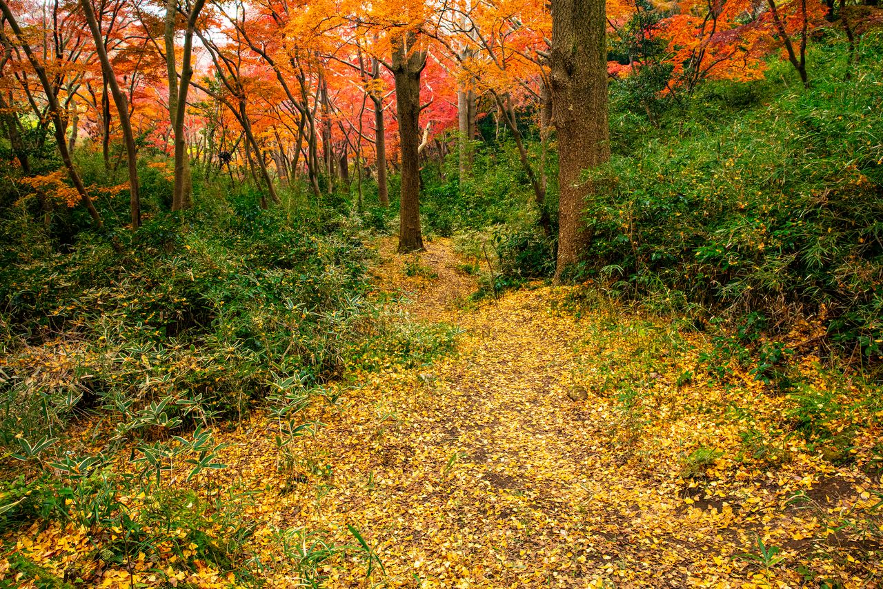 Fiery leaves in the Shishimai Valley just below the Ten’en Pass. (© Harada Hiroshi)