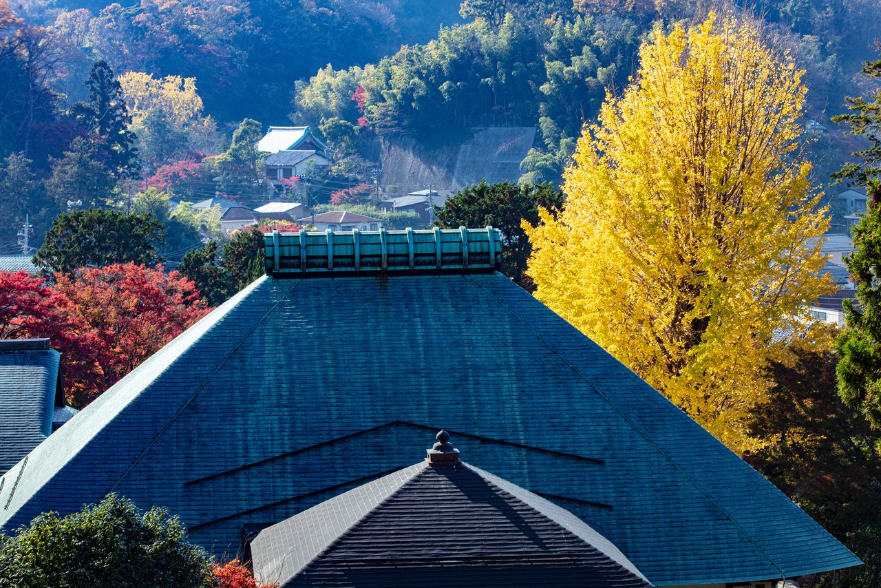 A golden ginkgo tree behind the copper roof of Jōmyōji’s main hall. (© Harada Hiroshi)