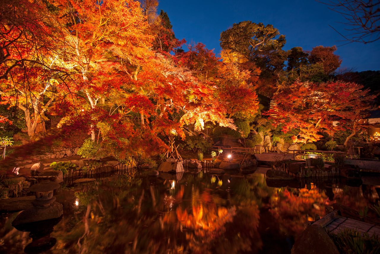 Illuminated maples surround the temple pond. (© Harada Hiroshi)