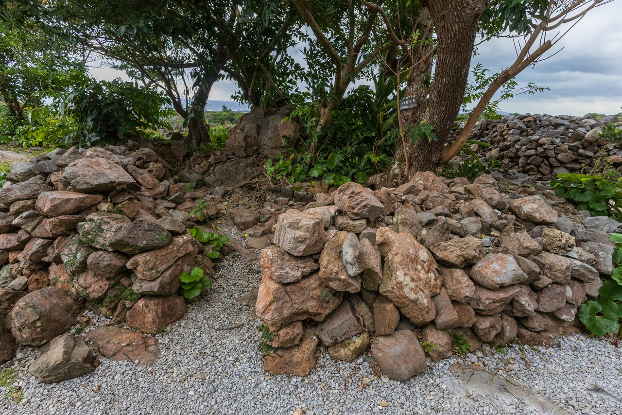 Tenchiji Amachiji Utaki is an utaki surrounded by a low stone wall, revered as the home of the guardian deity of Nakijin Castle. (© Nippon.com)