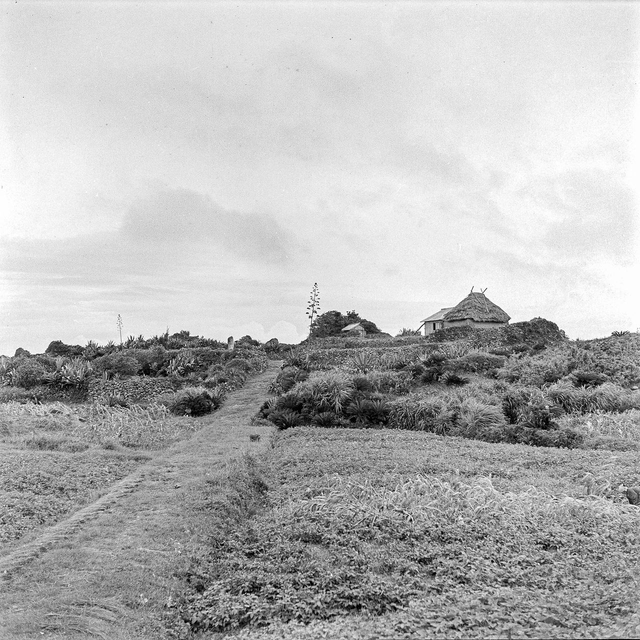 Remnants of Yoron Castle photographed 70 years ago. As part of the Federation of Nine Learned Societies’ studies, Haga also photographed archaeological sites. (© Haga Hideo)