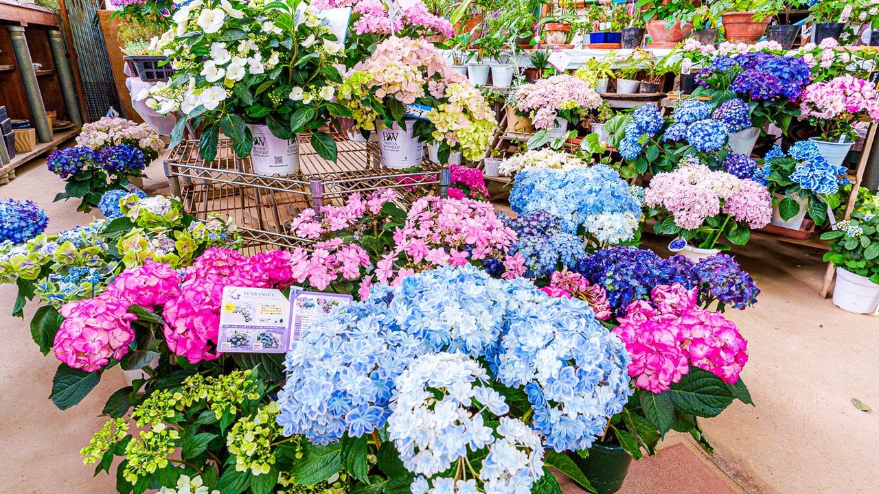 Blooming and Booming: Japan’s Hydrangeas Enjoy Surge in Popularity