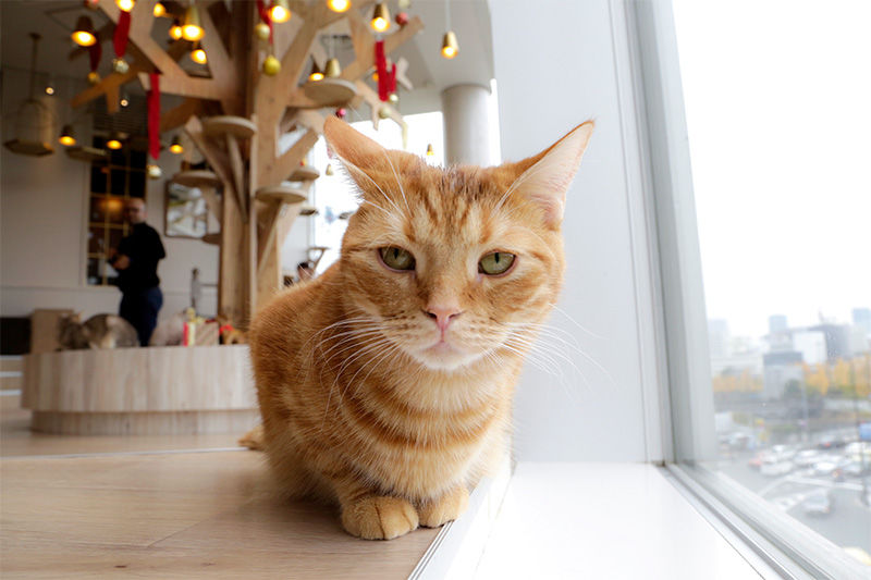 A Date with Adorable: Animal Cafés in Tokyo 
