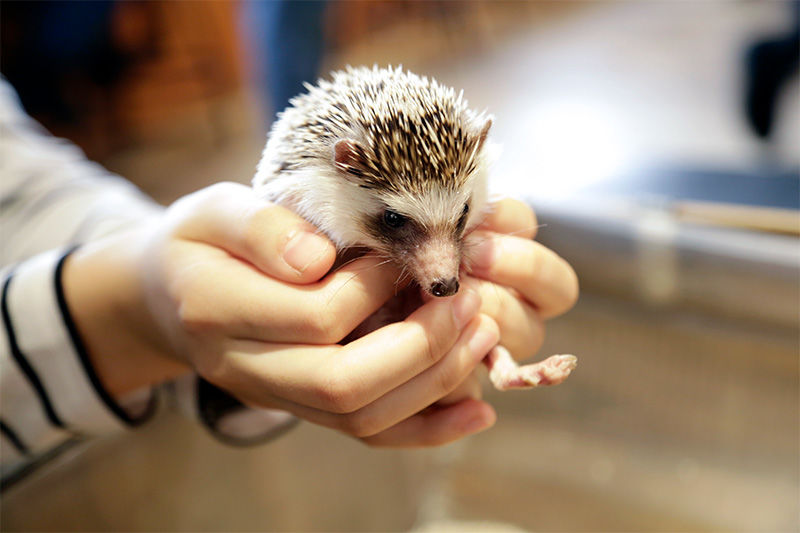 A Date with Adorable: Animal Cafés in Tokyo 