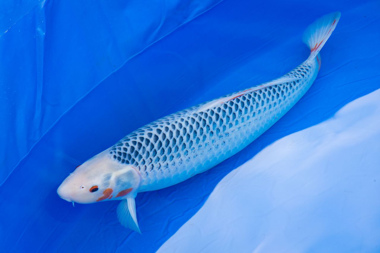 Bred by Maruhiro Koi Farm, this asagi won the chairman’s prize in the 80-centimeter division at the Niigata Koi Show.