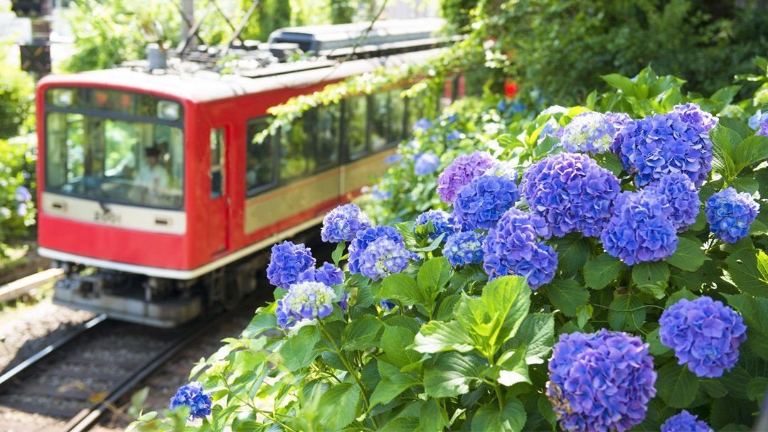 A Ride Through Nature: Hakone's Hydrangea Train | Nippon.com