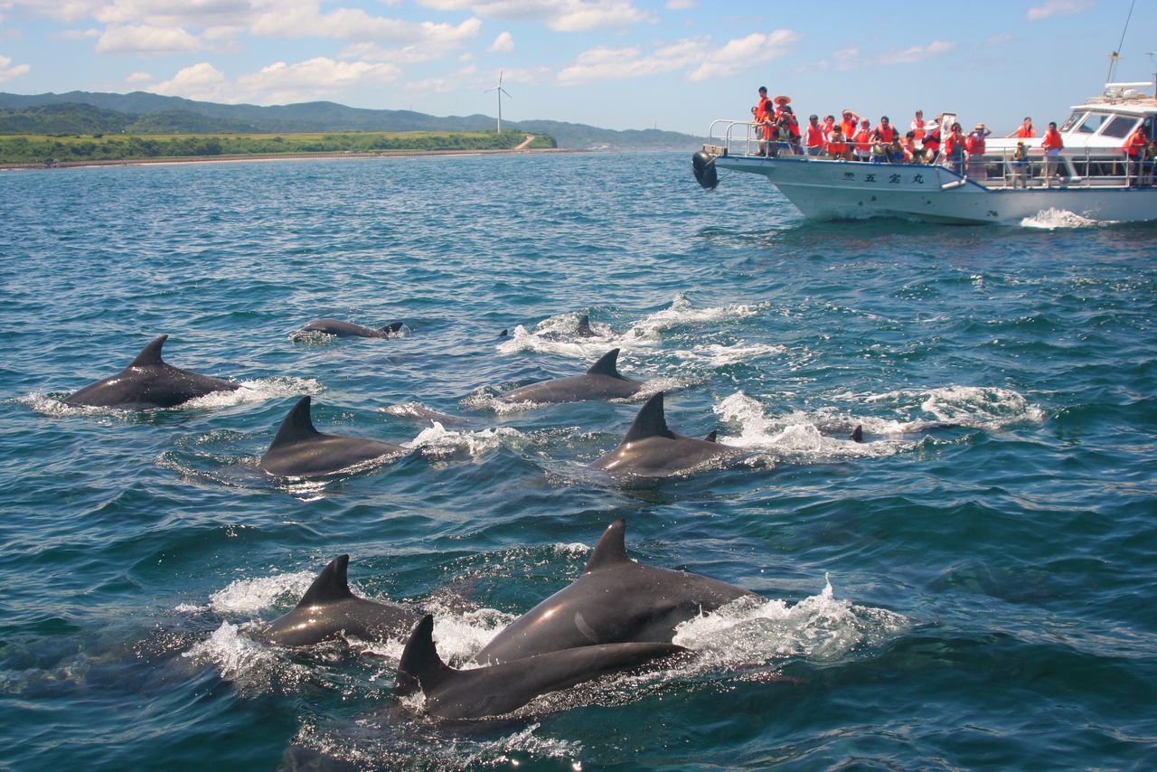 It is possible to spot dolphins year round in the Hayasaki Straits between Minami Shimabara and Shimoshima. (Courtesy Kyūshū Tourism Promotion Organization)