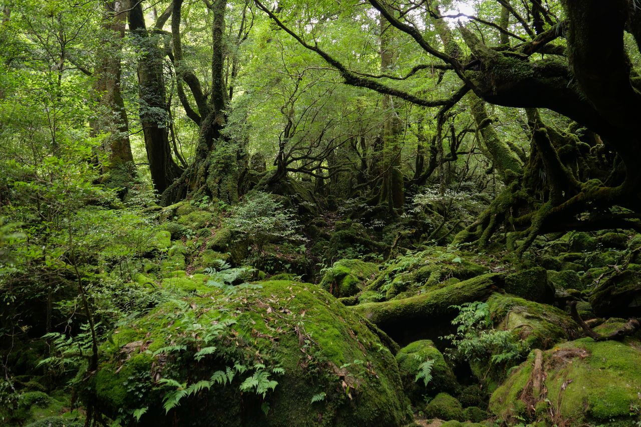 A wooded area with thick moss and limpid streams, nicknamed the “Princess Mononoke Forest,” in the Shiratani-Unsuikyō valley. (© Pixta)