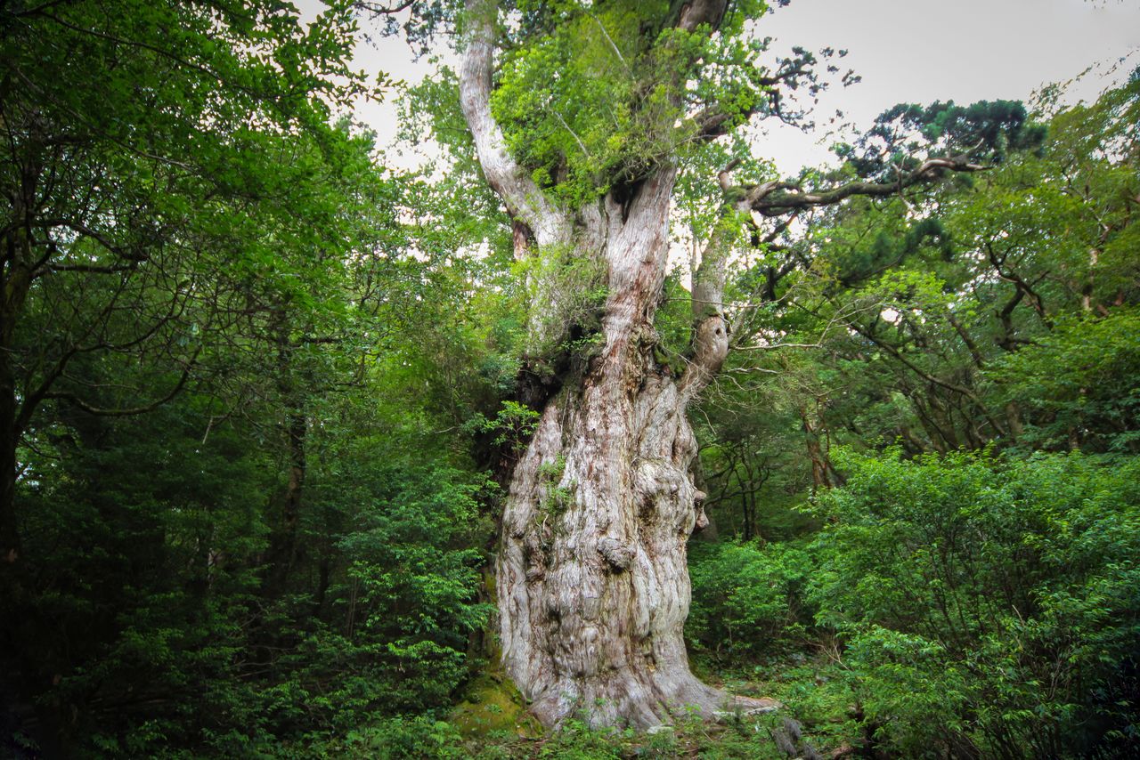 The Jōmon Sugi is estimated to be over 2,000 years old. It is the largest Japanese cedar on the island. (Courtesy Kyūshū Tourism Promotion Organization)