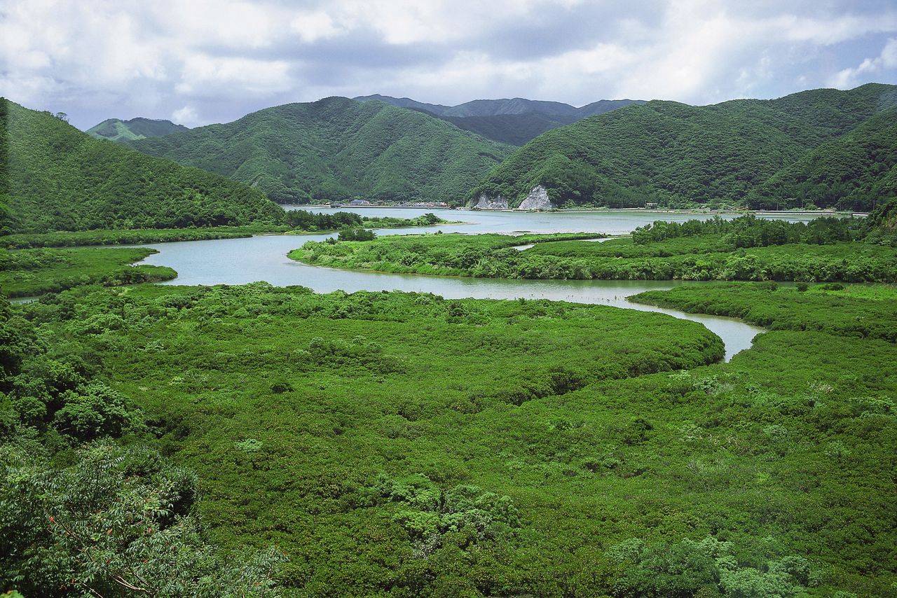 The mountains of Amami serve as a backdrop to the island’s expansive mangrove forest.