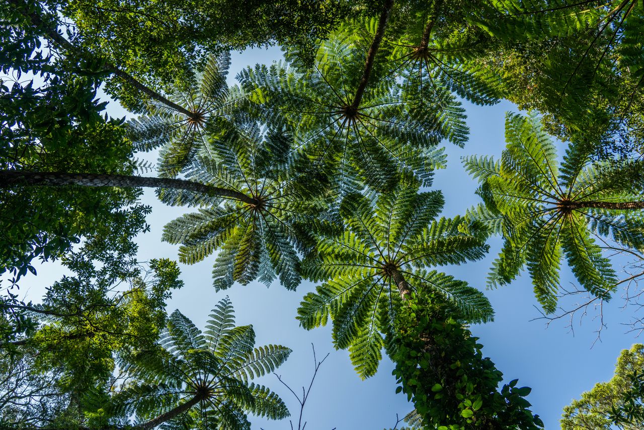 Hikagehego (brush pot tree) in the Kinsakubaru primeval forest take visitors back eons. (© Pixta)