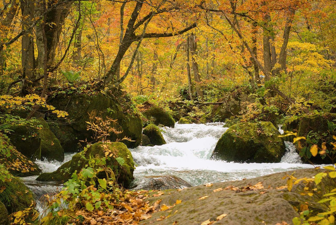 Lake Towada’s clear waters flow into the Oirase Gorge. The site is especially popular with visitors during the autumn foliage season. (Courtesy Aomori Prefectural Tourism Federation)