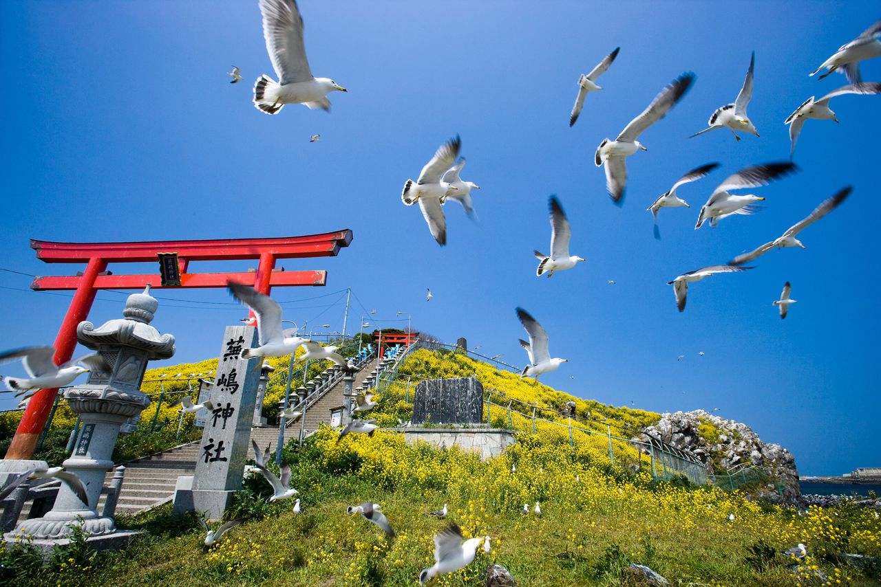 A flock of black-tailed gulls over Kabushima Shrine. (Courtesy Aomori Prefectural Tourism Federation)