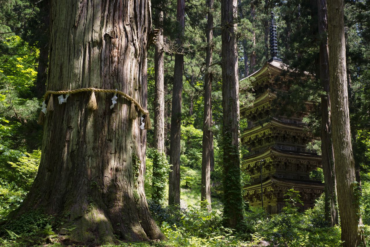 The five-storied pagoda at Mount Haguro, designated a national treasure, and Jijisugi, a huge Japanese cedar estimated to be a thousand years old. (Courtesy Yamagata Tourist Association)