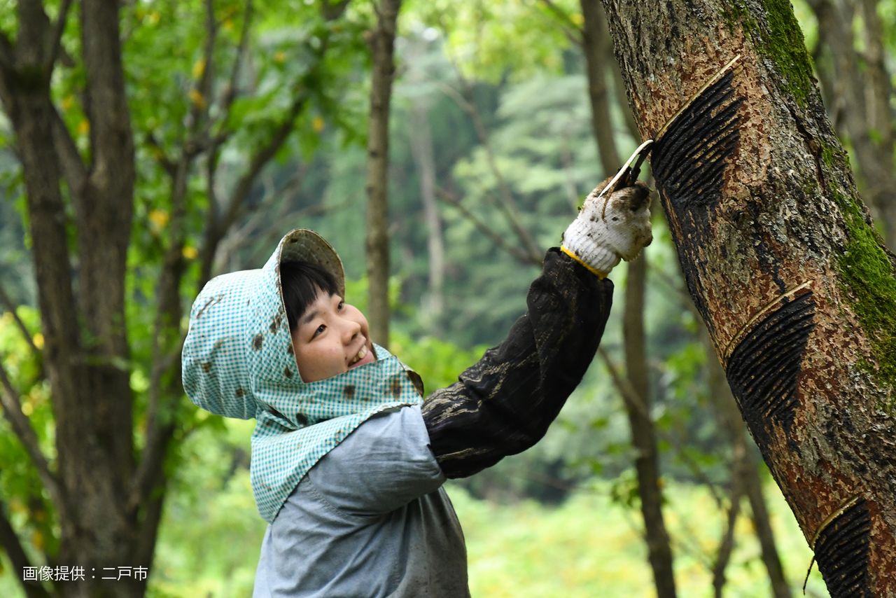 A lacquer tree plantation in Jōbōji, where workers learn essential skills. (Courtesy Ninohe City)