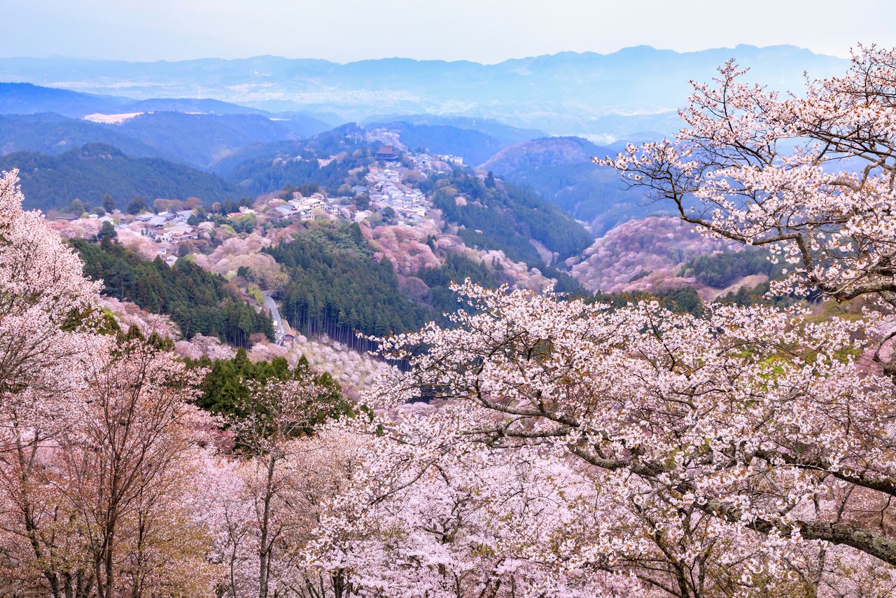 Mount Yoshino swathed in the pale pink blossoms of yamazakura, truly “a single glance encompassing a thousand trees.” (© Pixta)