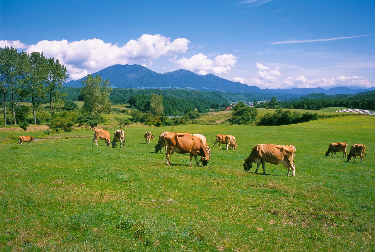 Jersey cattle graze pastures in the Hiruzen Highlands, with the three Hiruzen peaks in the background. (Courtesy Okayama Prefectural Tourism Federation)