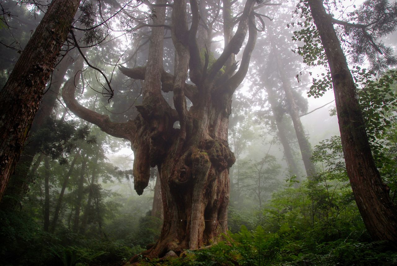 Iwakura no Chichisugi, an 800-year-old cedar with exposed roots, lies in the southern foothills of Mount Daimanji. Thirty meters tall, its root system is 16 meters in circumference. (Courtesy Okinoshima Town Office)