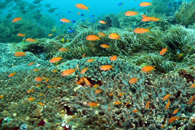 Colorful tropical fish surround the soft coral, called flowerbeds of the sea,” at the Uwakai Sea Maritime Park. (Courtesy Ministry of the Environment)
