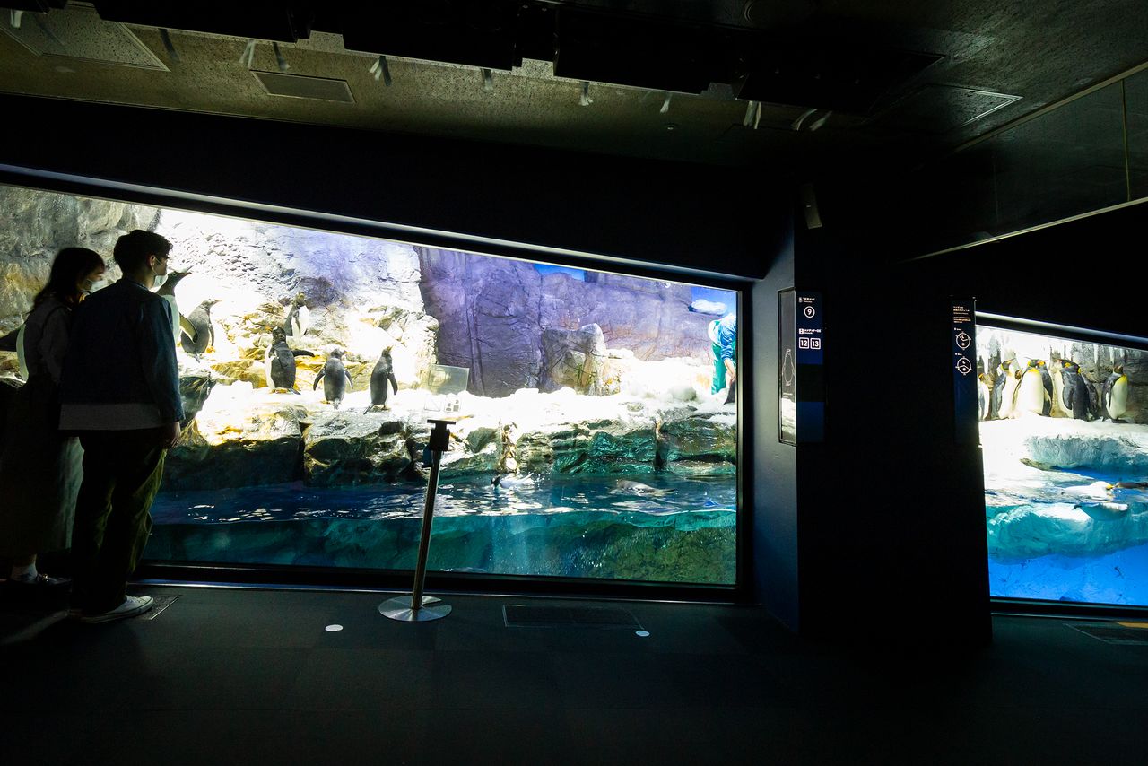 The Antarctica tank and its resident penguins.