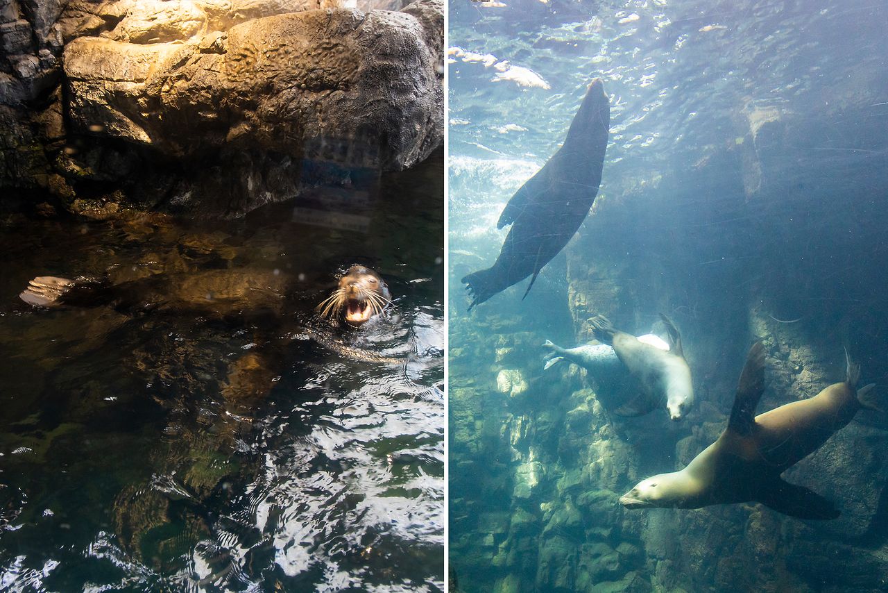 From above, California sea lions play on the water surface, while one floor below, they can be seen swimming underwater.