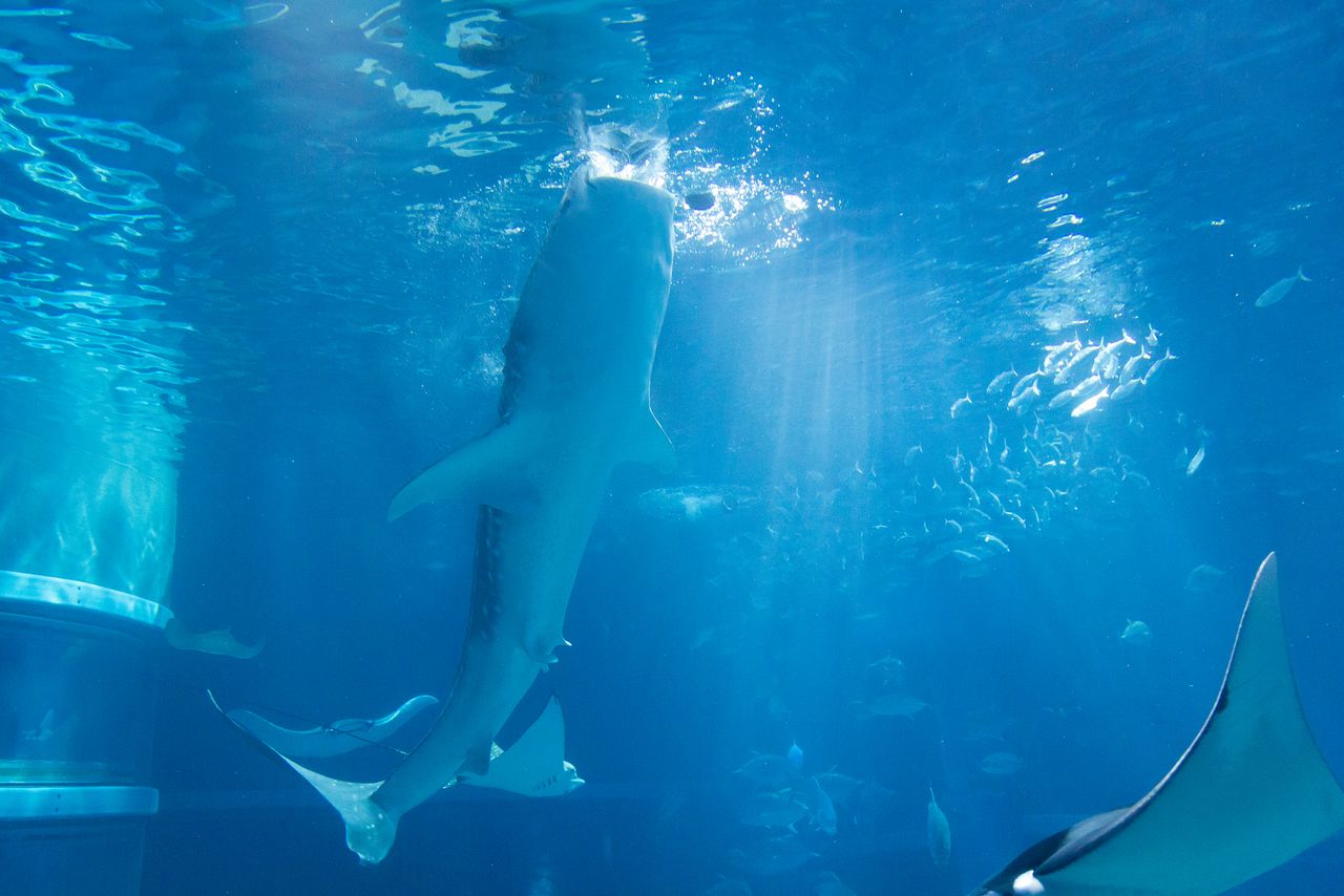 A whale shark gulps at the surface in search of food.