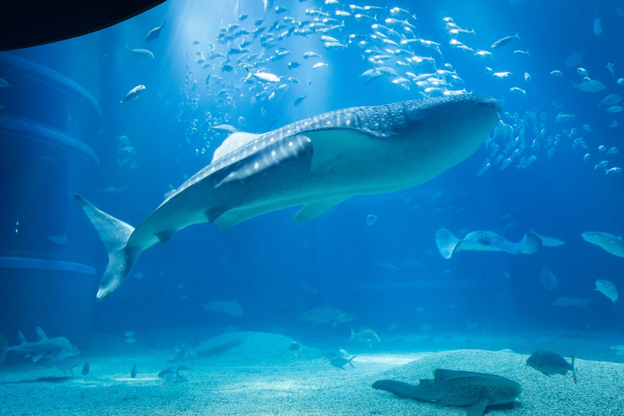A whale shark and other fish drift near the floor of the exhibit.