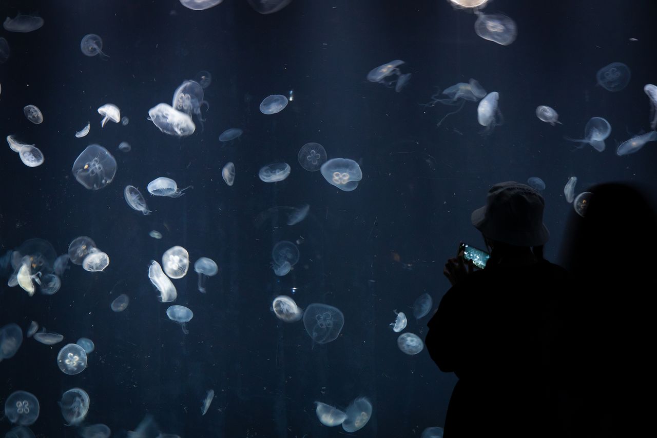 Jellyfish appear to be floating in outer space.