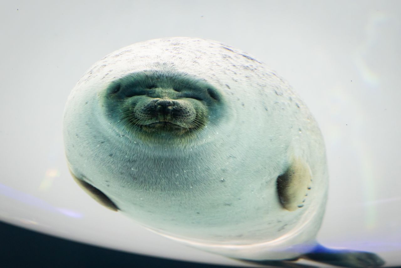 Ringed seals peer down at visitors through a dome-shaped window.