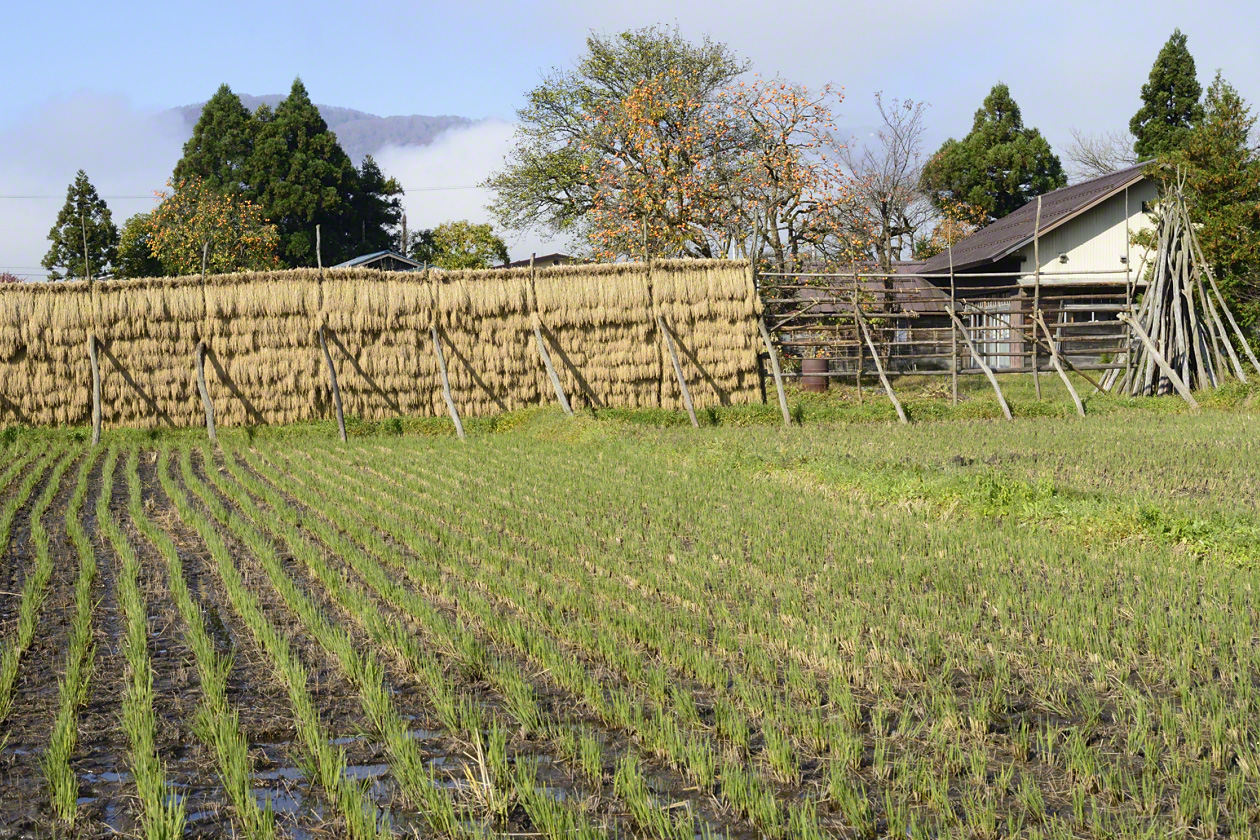 A paddy field in autumn, with harvested rice drying on racks in the background.