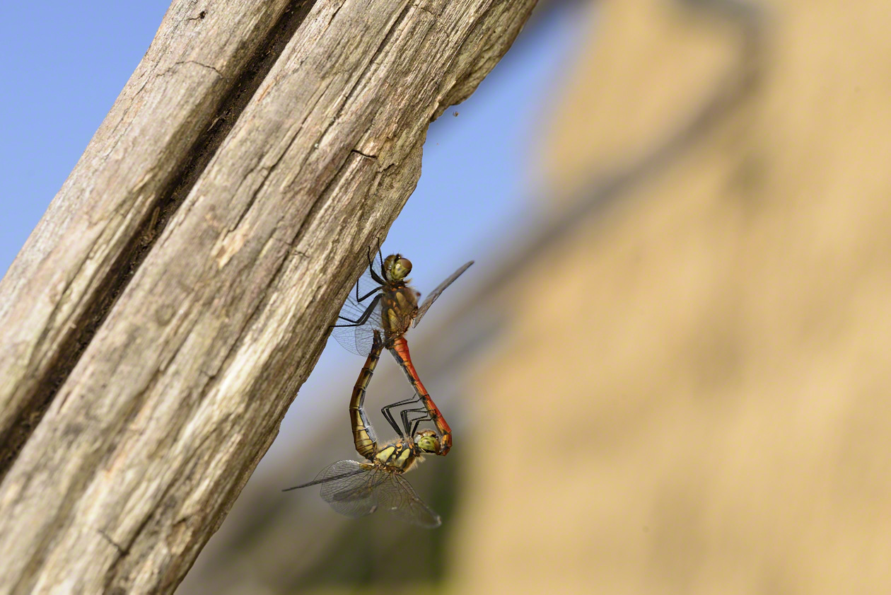 Autumn darter dragonflies mate on the rice rack.