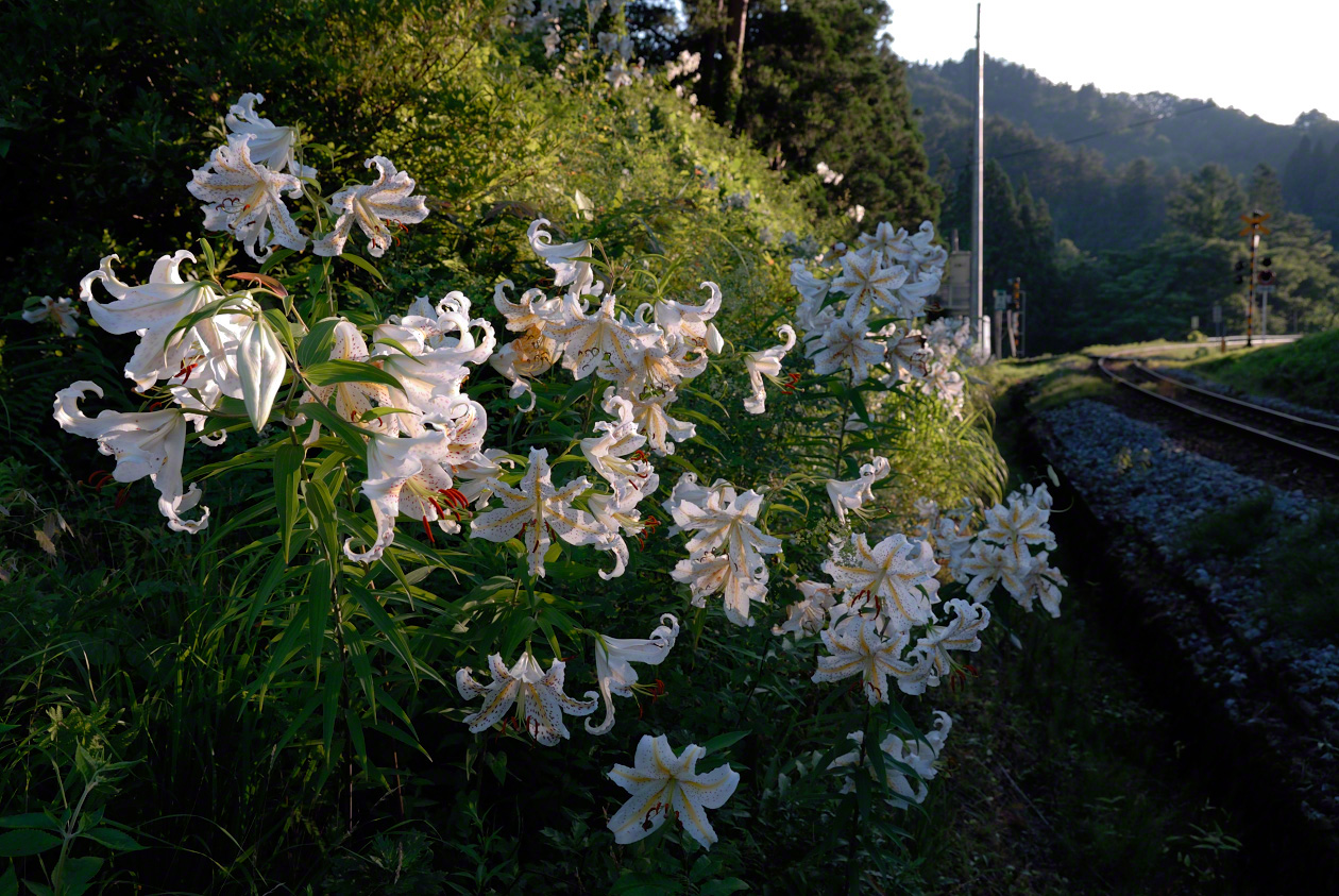Golden-rayed lilies farmers have left to bloom on a slope beside an old railway track.