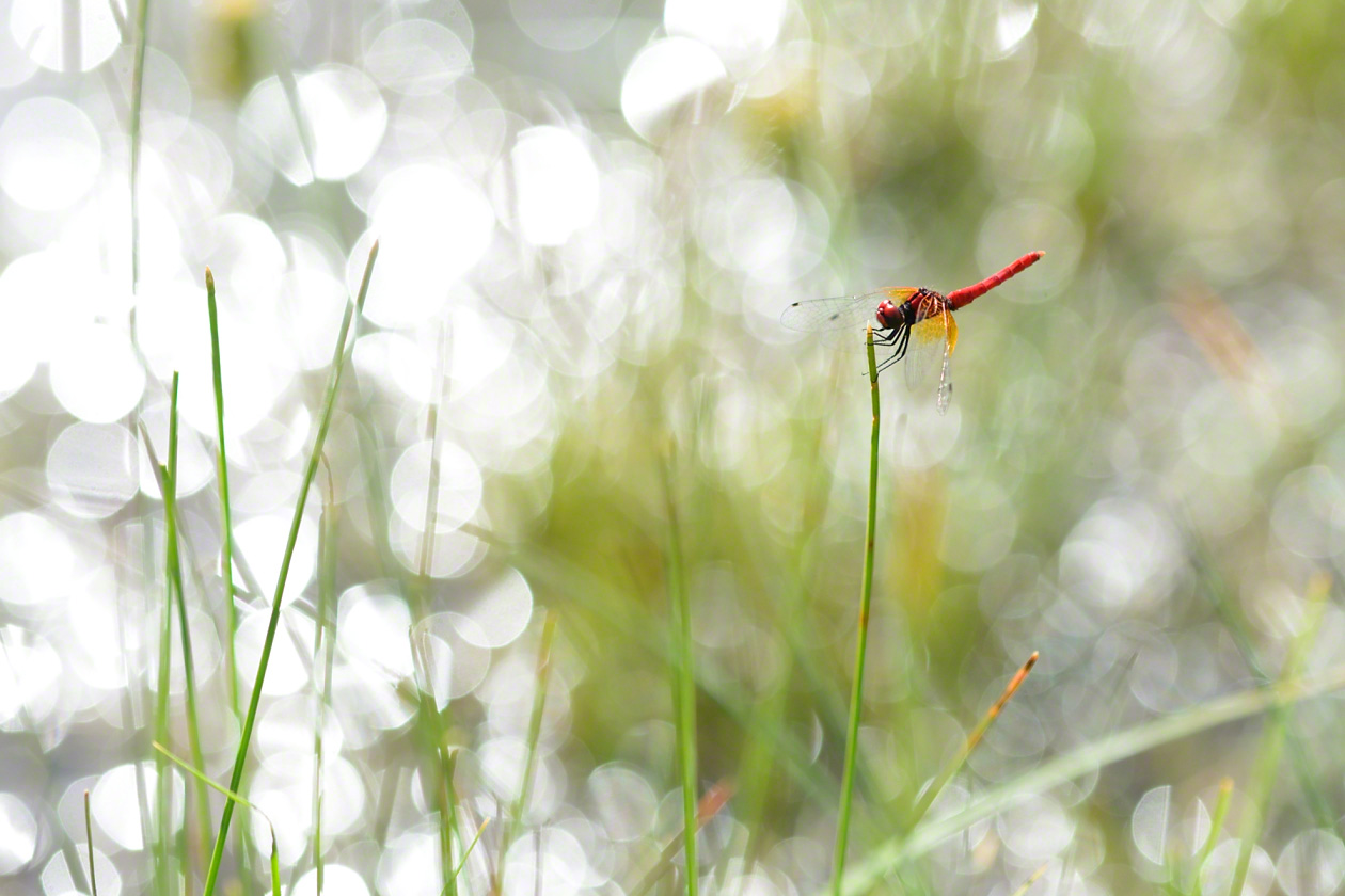 A scarlet dwarf dragonfly makes its home in a satoyama wetland.