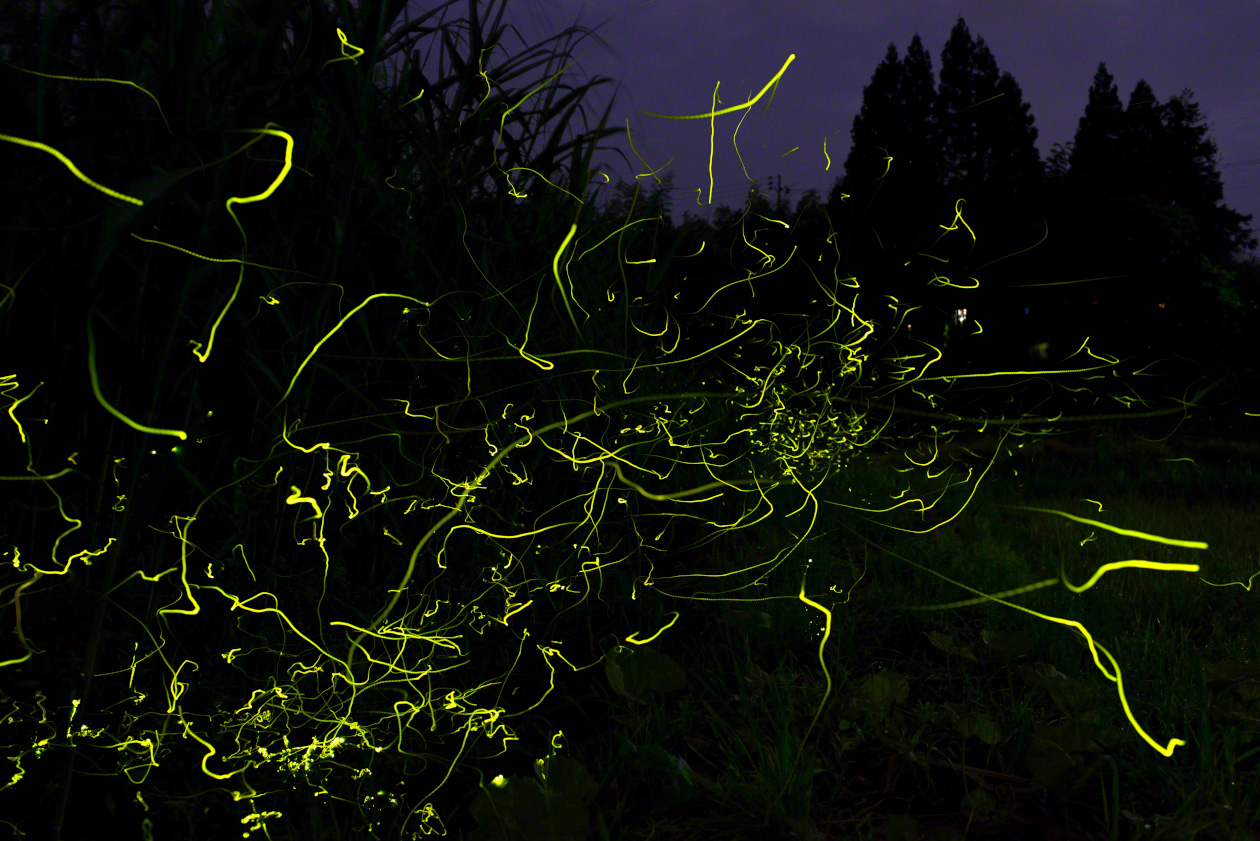 Many Genji fireflies dart through the air by a paddy field one summer night.