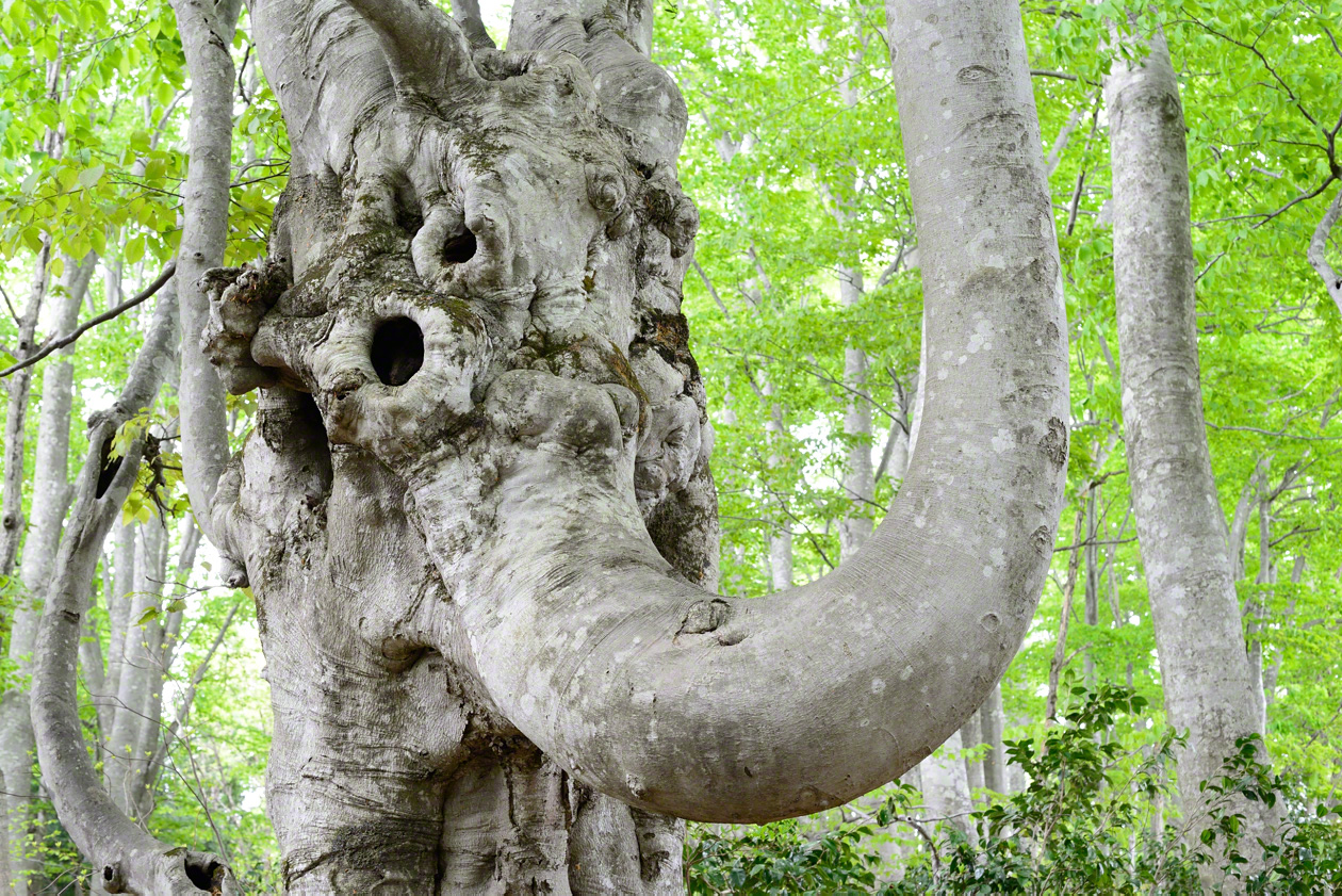 An old beech (buna) tree shows the traces of repeated cutting of branches to make charcoal.