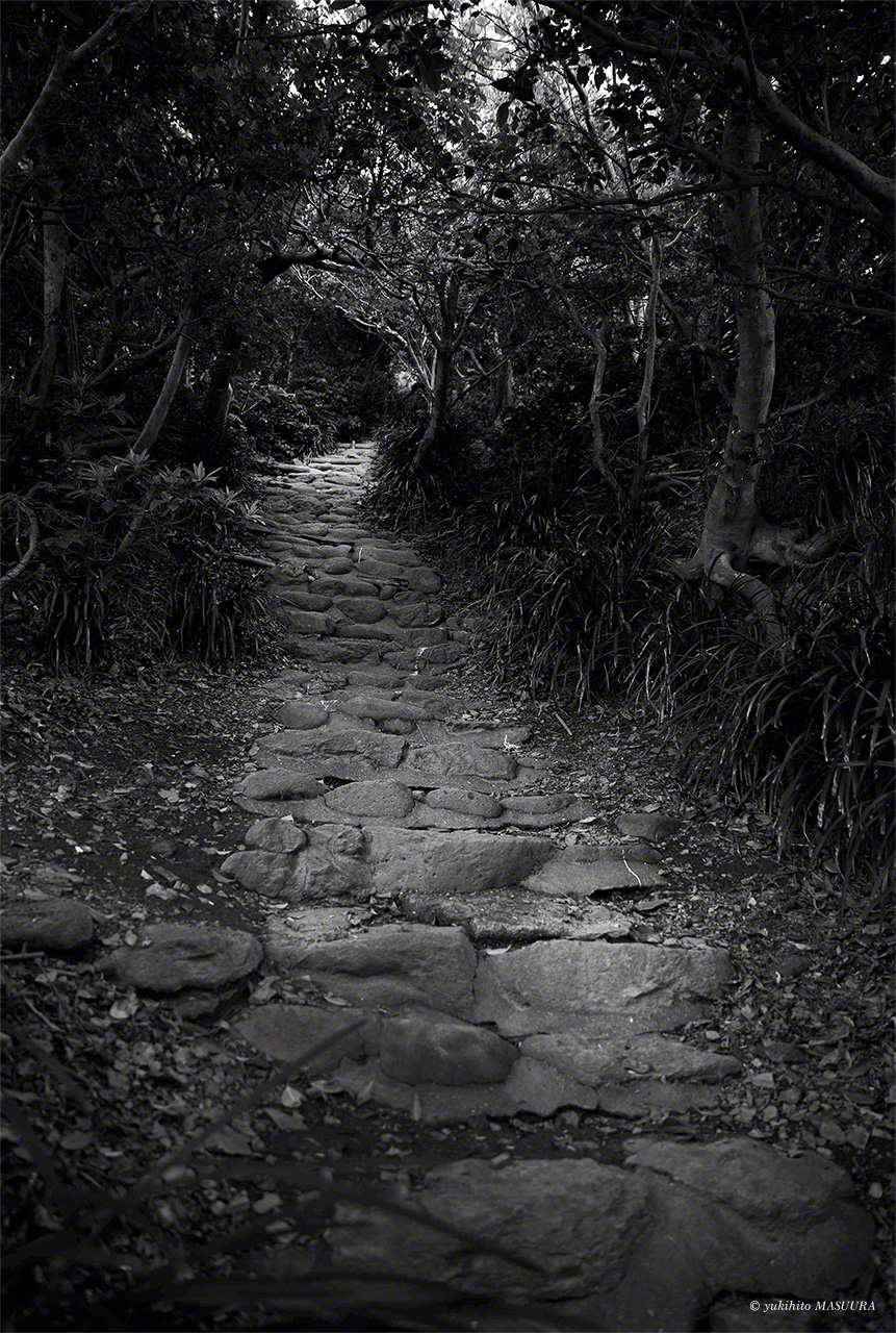Dense forest closes in over the path to Okitsumiya. (© Masuura Yukihito)