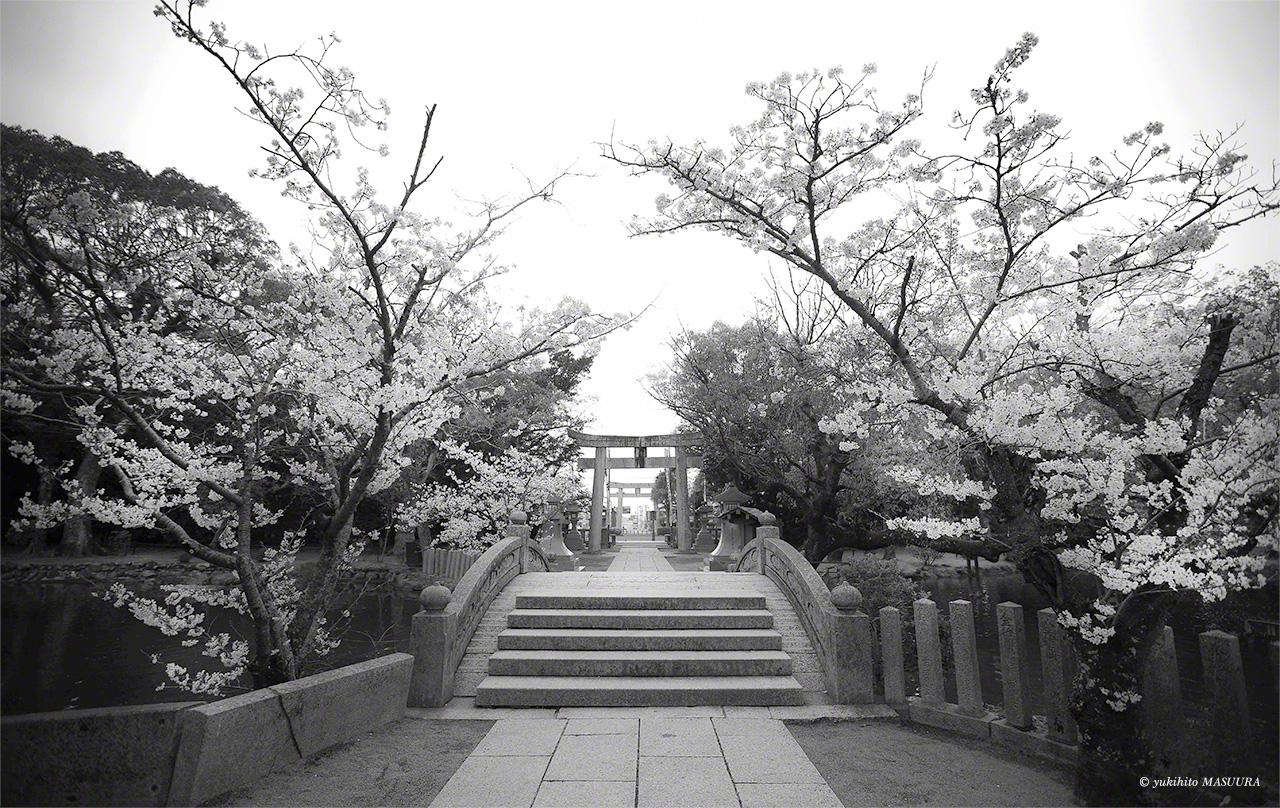The arched bridge over Shinji Pond amid blossoming cherry trees. The stone lanterns in front of the torii gate were a gift from Idemitsu Sazō, founder of petroleum company Idemitsu Kōsan. (© Masuura Yukihito)