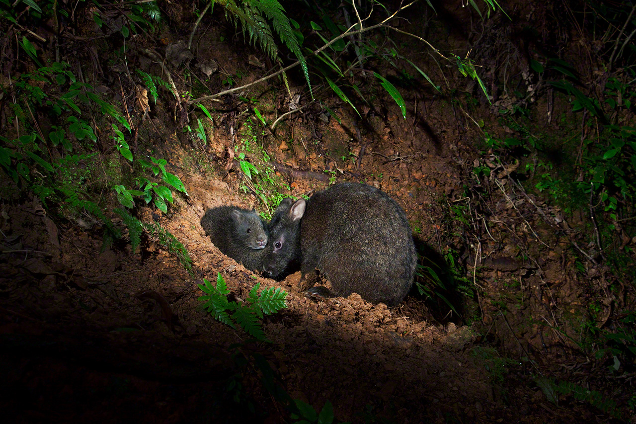 A mother Amami rabbit inspects the area around her nest while her offspring looks on.