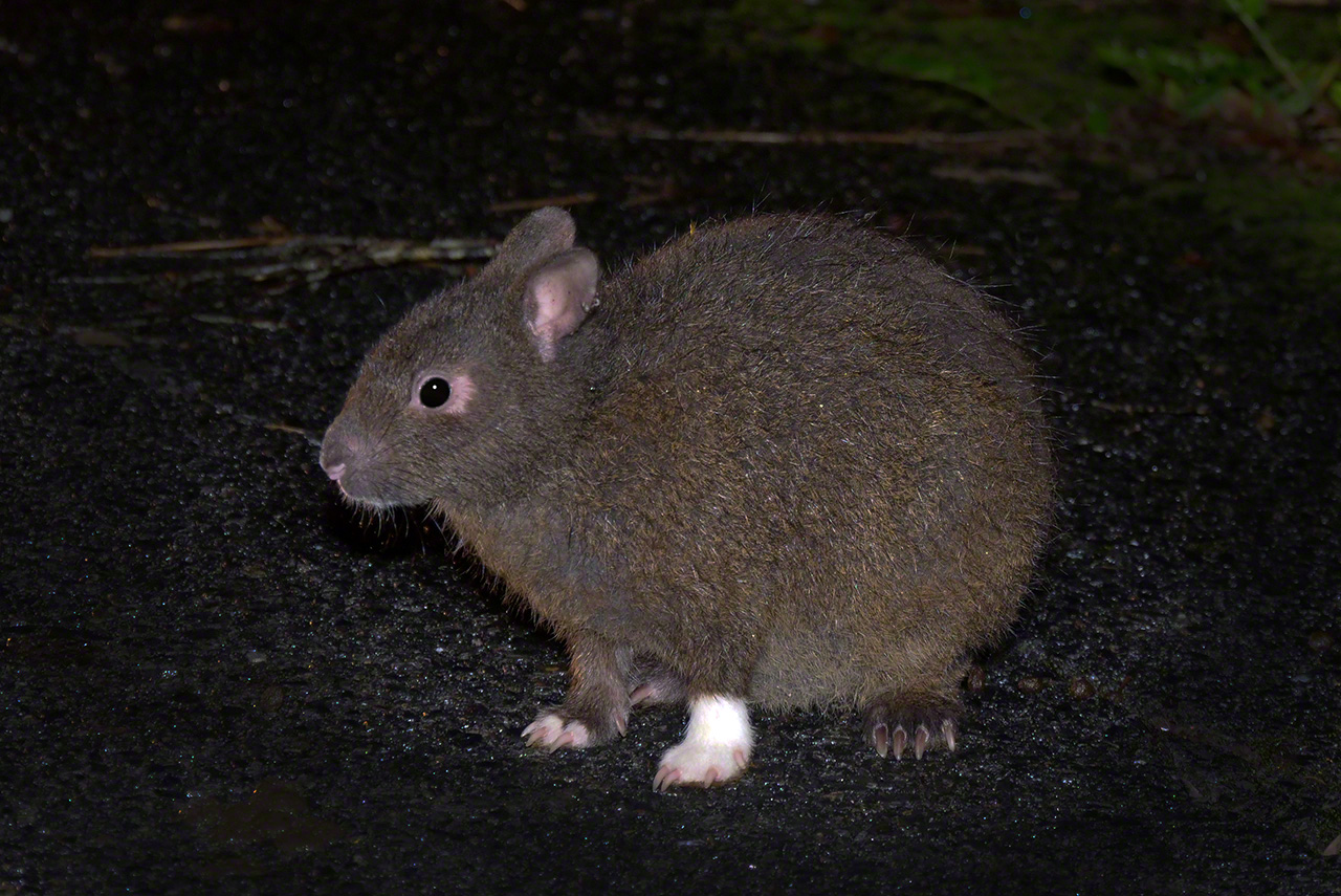 An Amami rabbit nicknamed “White Sock” for the unusual coloring of its front foot.