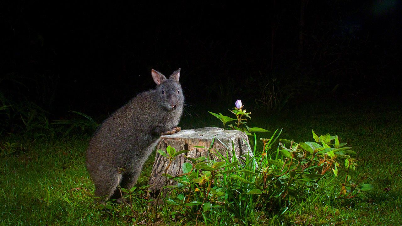 The Amami Rabbit: A Living Fossil in the Wilds of Amami Ōshima 