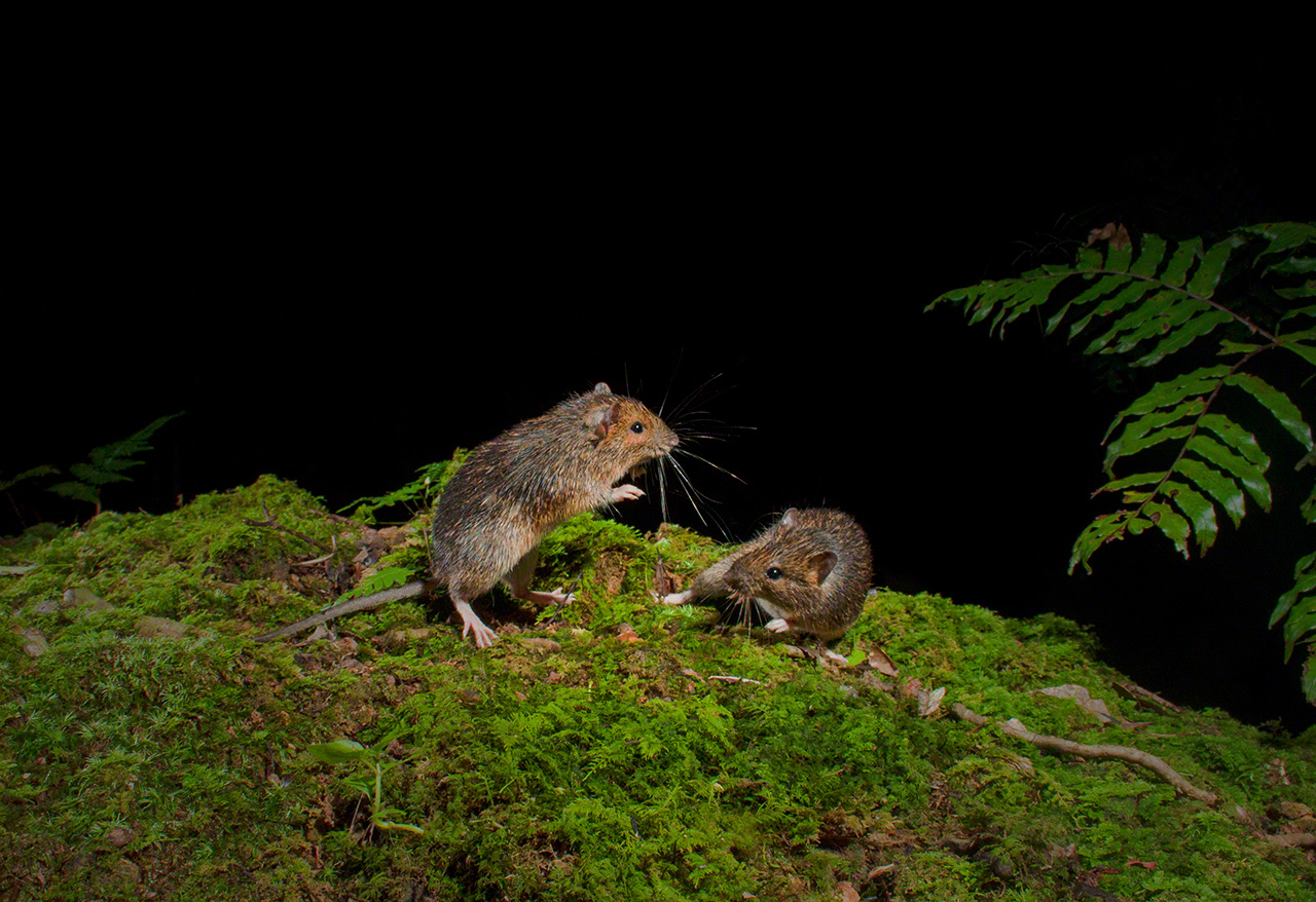 A pair of Amami spiny rats battle on the forest floor. The species, a national natural monument, has drawn the attention of researchers as males lack a Y chromosome.