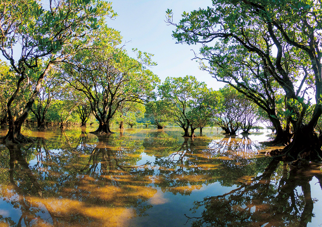 Mangroves growing along a tidal flat. The forests support an array of plants and animals.