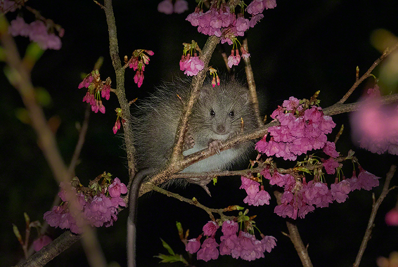 A Ryūkyū long-haired rat makes a rare appearance. Designated as a national natural monument, the species, the largest rodent in Japan, is extremely difficult to spot in the wild. Subsequently, much about it remains a mystery.