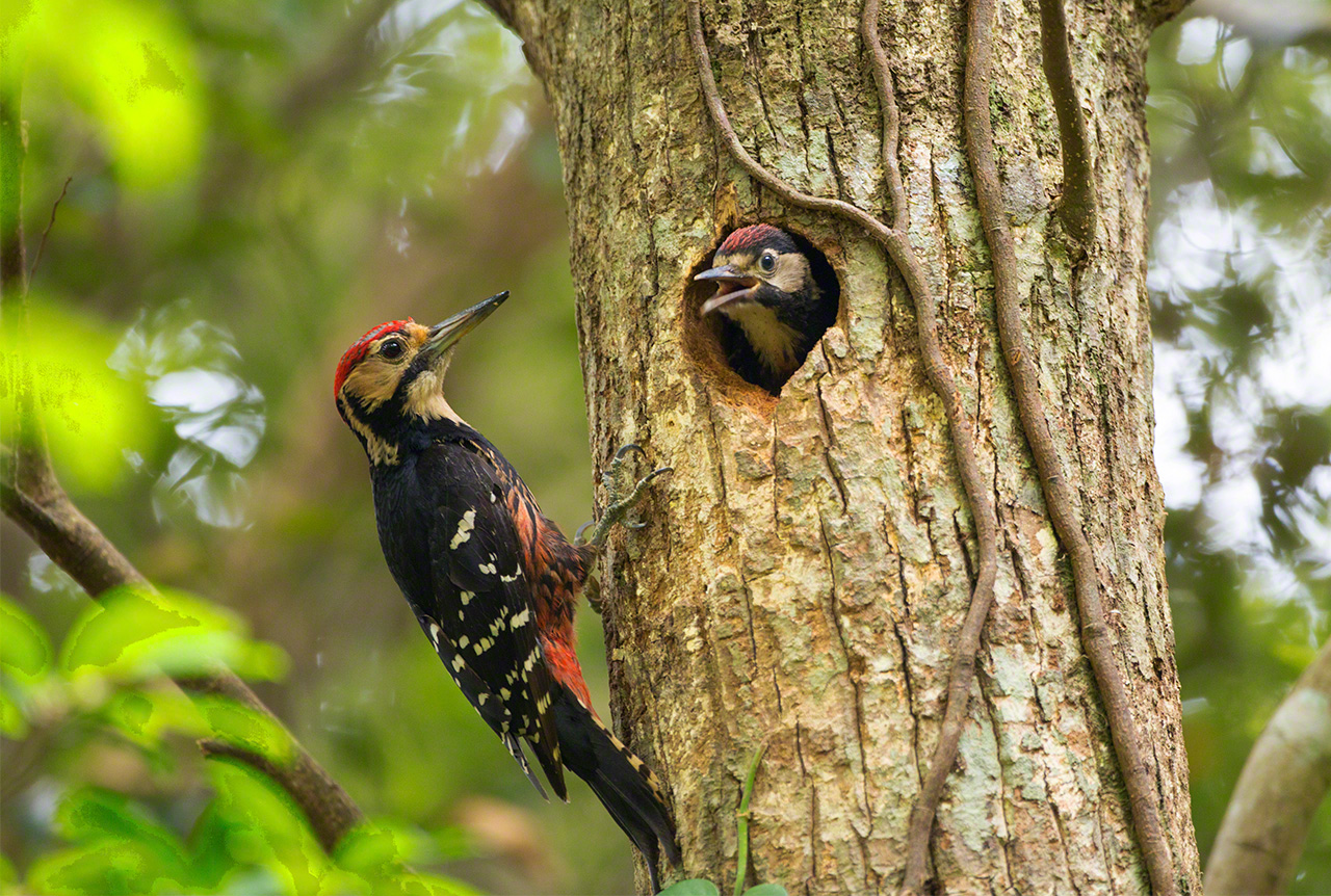 The white-backed woodpecker rears its young in nests hollowed out of trees. A type of woodpecker, it is designated a national natural monument.