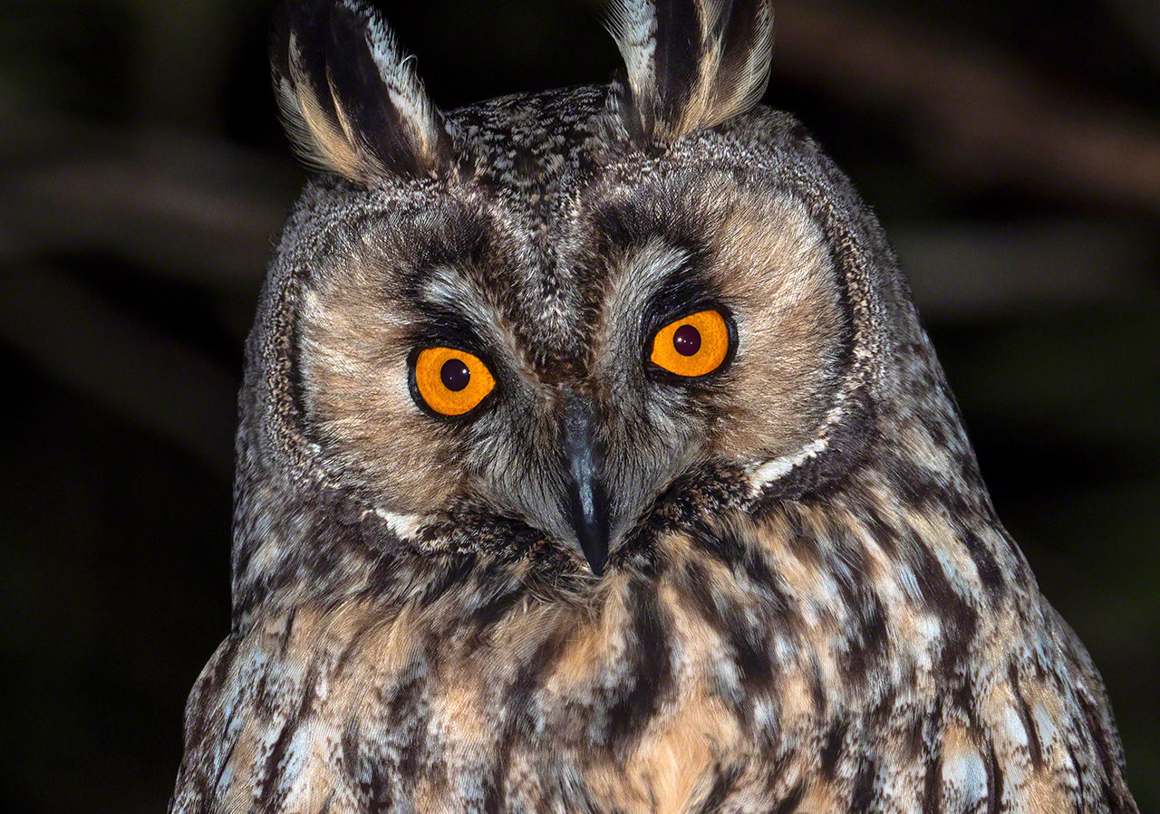 A long-eared owl. The forest-dwelling species is known to winter on Amami Ōshima, but its nocturnal behavior keeps it mostly out of sight of human inhabitants of the island.