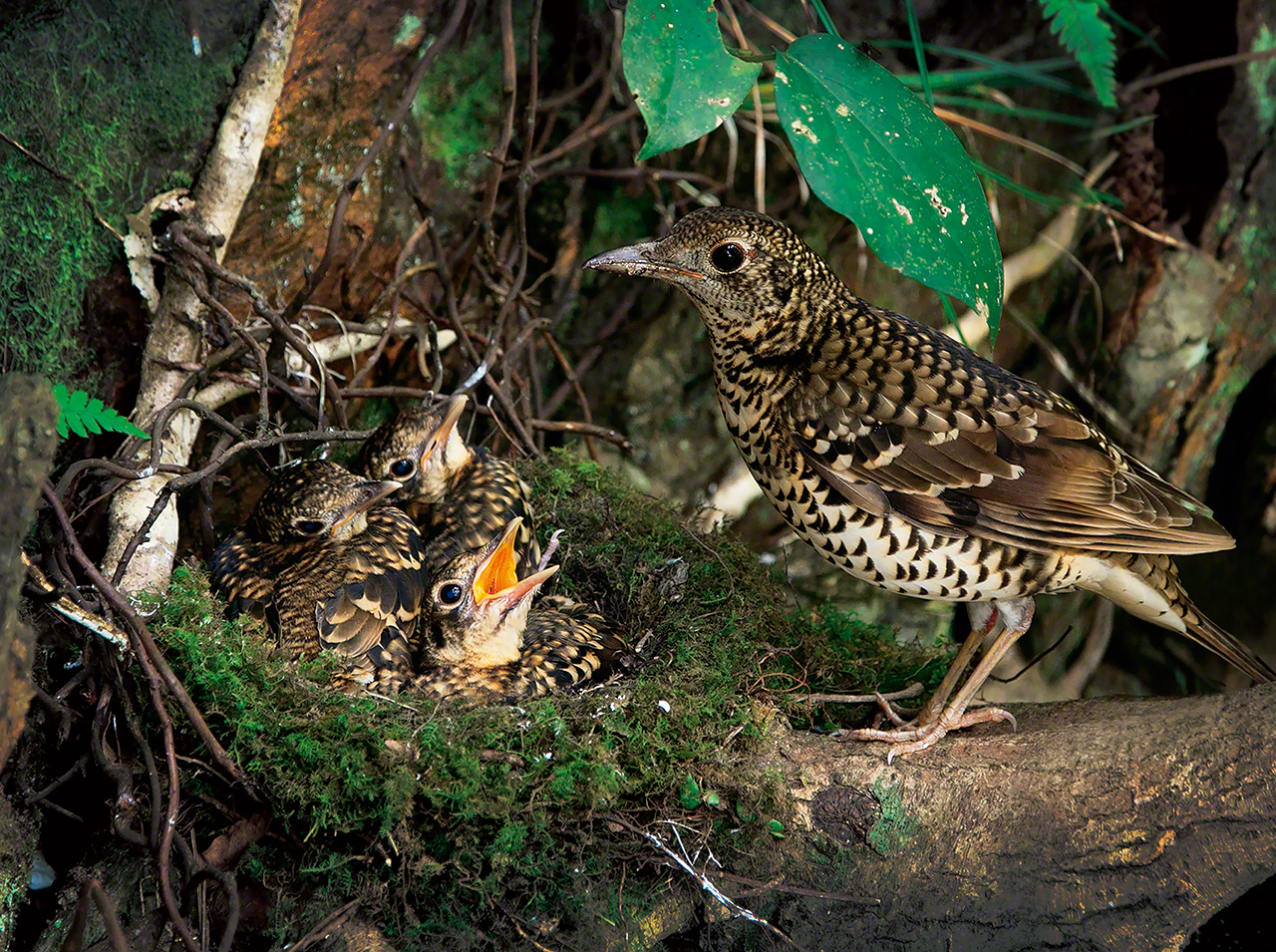 An Amami thrush and its young. A national natural monument, the bird was driven nearly to extinction due to the loss of its habit from logging. The population is gradually recovering as reforestation efforts continue.