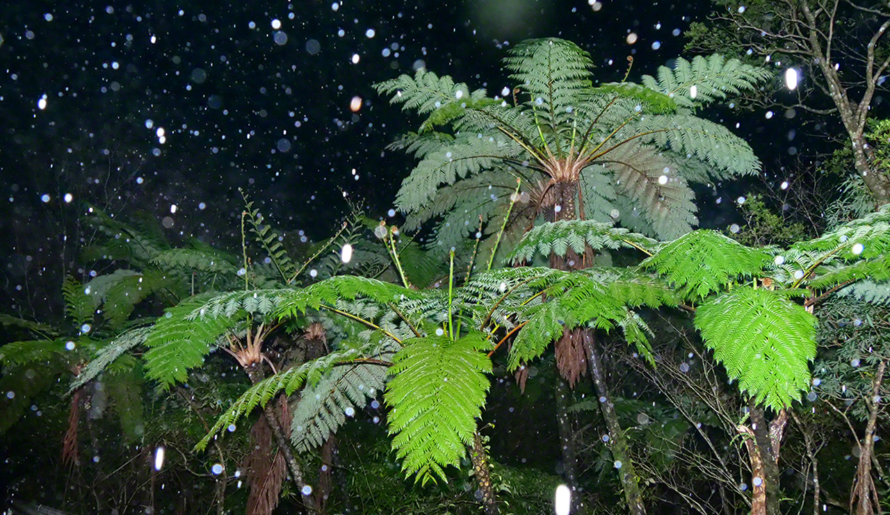 Snow falls on flying spider-monkey tree ferns at the top of Mount Yuwandake in April 2021. Such weather events are rare in the subtropics.